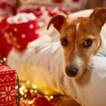 Les cadeaux de Noël pour chien : une nouvelle tradition à adopter ?