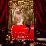 Devez-vous faire un cadeau à Noël à votre chat ?