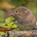 Rat taupier : comment protéger son jardin de ce rongeur ?