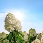 L'art de tailler l'Hydrangea Paniculata : les secrets pour des fleurs majestueuses