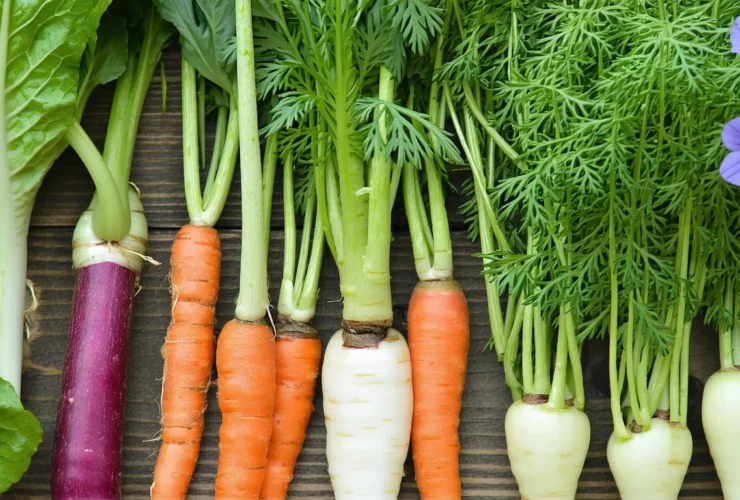 Association légumes et fleurs : beautés utiles contre les nuisibles