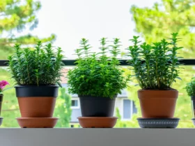 Compagnonnage en bac sur balcon : quelles plantes associer en pot ?