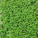 Jardiner sans se brûler : les bons gestes en cas de fortes chaleurs