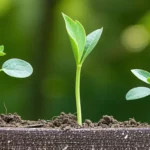 Mythe ou réalité : les plantes qui “se parlent”